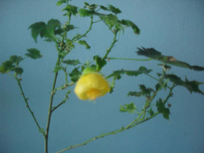 SDC10311 - ABUTILON 2013