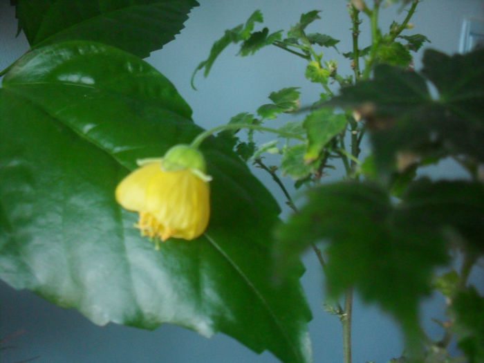 SDC10312 - ABUTILON 2013