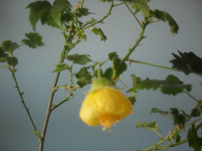 SDC10317 - ABUTILON 2013