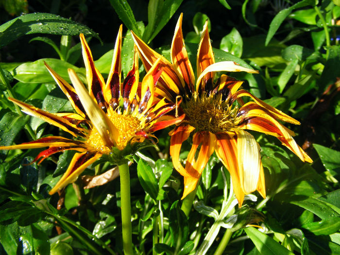 GAZANIA ciufulita :)