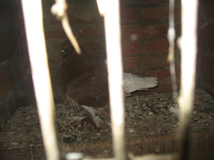 IMG_0599 - Romagnioli si Sottobanca