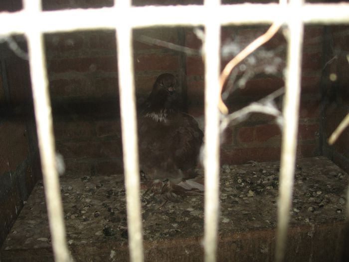 IMG_0601 - Romagnioli si Sottobanca