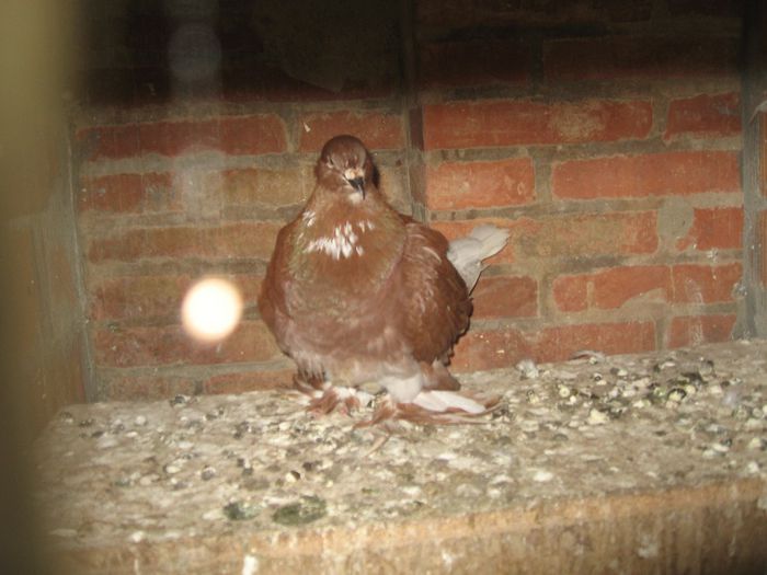 IMG_0603 - Romagnioli si Sottobanca