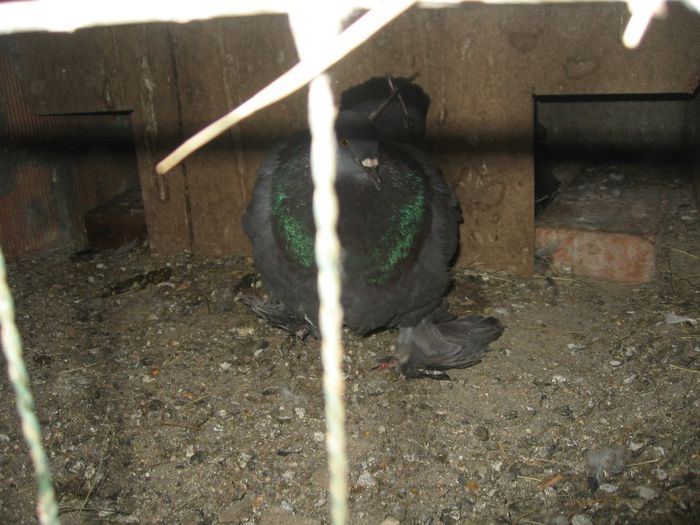 IMG_0604 - Romagnioli si Sottobanca