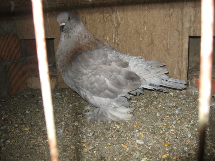 IMG_0606 - Romagnioli si Sottobanca