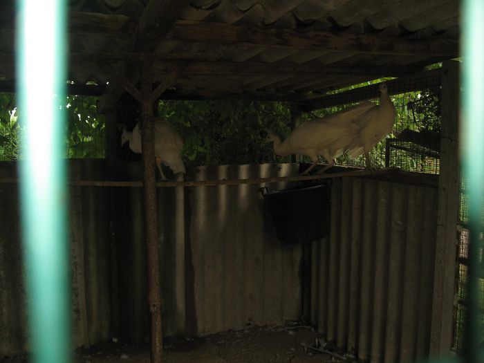 IMG_0617 - Romagnioli si Sottobanca