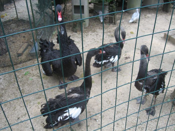 IMG_0619 - Romagnioli si Sottobanca