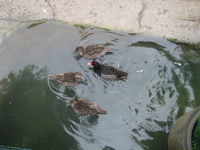 IMG_0620 - Romagnioli si Sottobanca