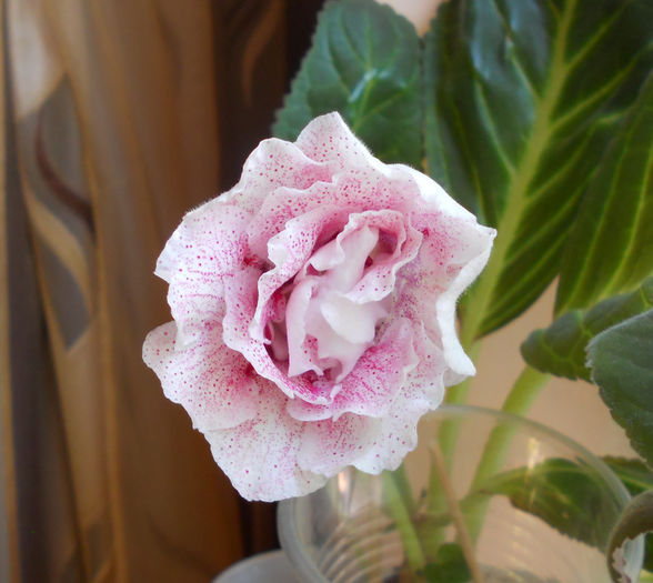 august2013.21 - Gloxinia 2013