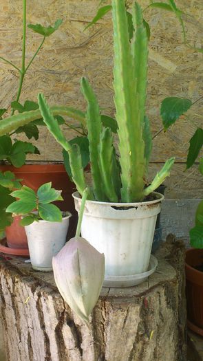 DSC_1592 - Stapelia Grandiflora