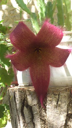 DSC_1609 - Stapelia Grandiflora