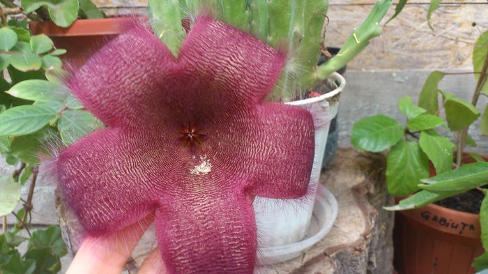 DSC_1615 - Stapelia Grandiflora