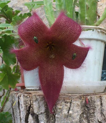 DSC_1619-1 - Stapelia Grandiflora