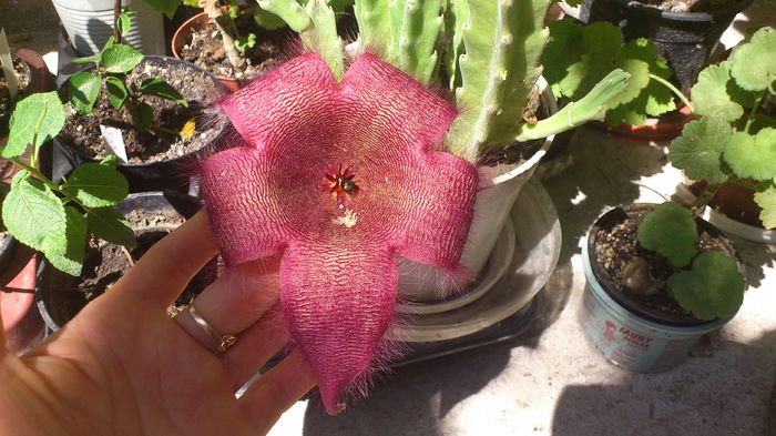 DSC_1629 - Stapelia Grandiflora