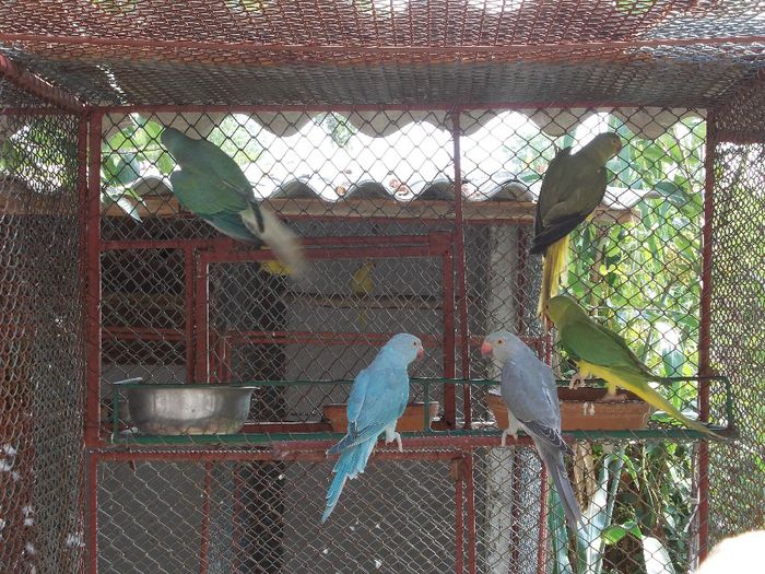 albastru& gri purtatori cap coada alba - micul alexandru