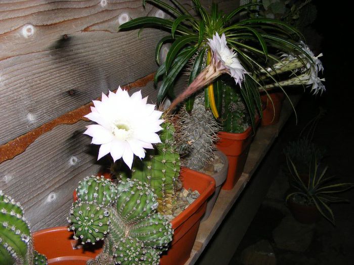 Picture 866 - cactusi 2013