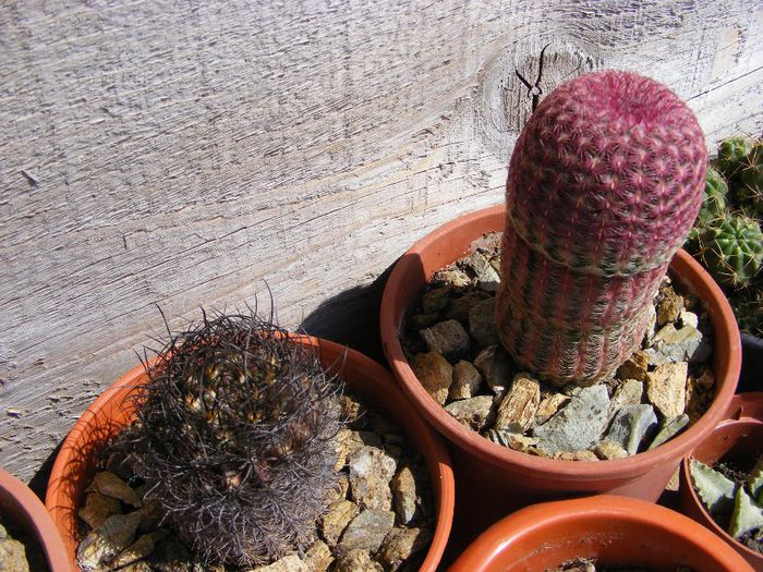 Picture 920 - cactusi 2013