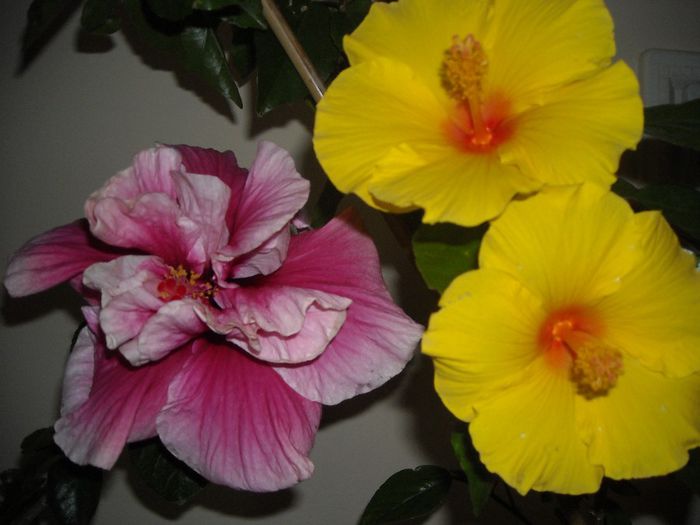 Hibiscus grup