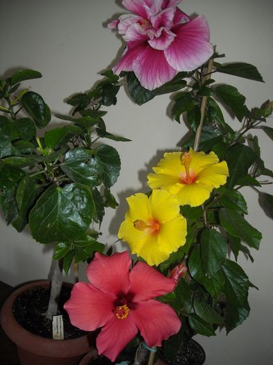 Hibiscus grup