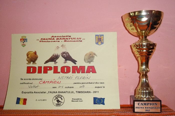 100_1199 - Cupe si Diplome