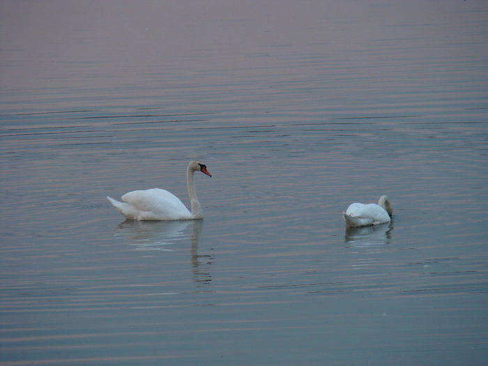 DSC09717 - Lebede pe Arges