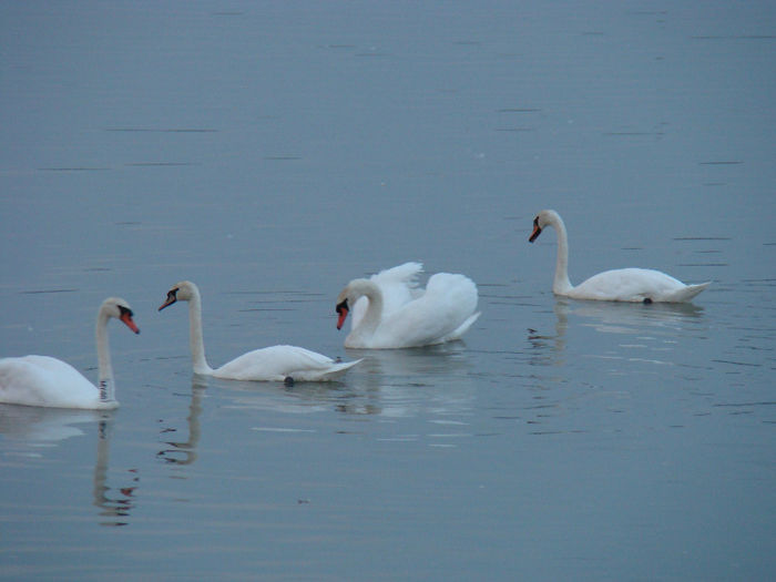 DSC09727 - Lebede pe Arges