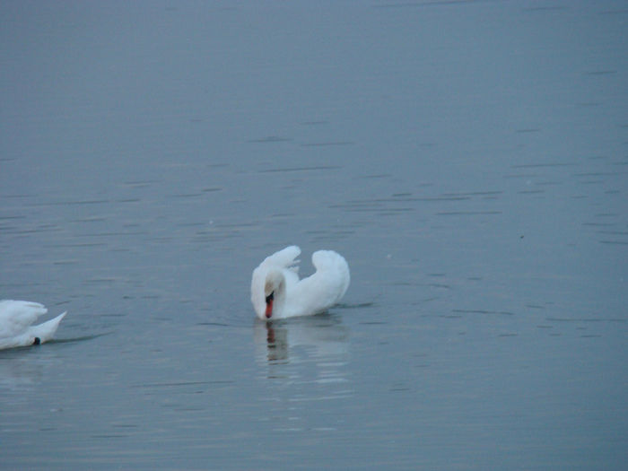 DSC09730 - Lebede pe Arges