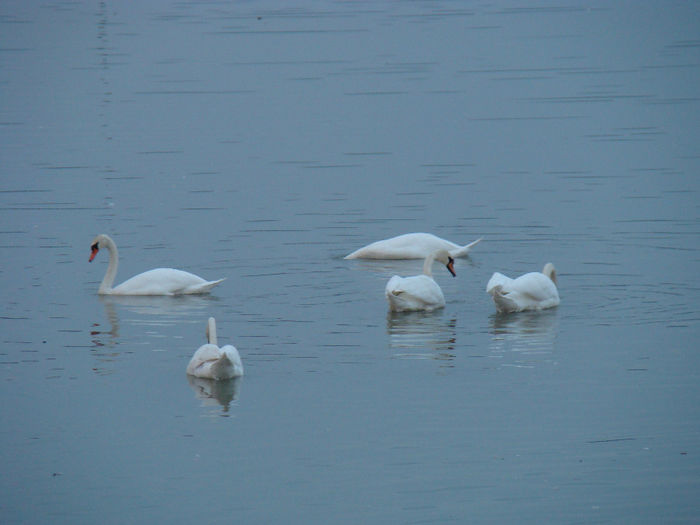 DSC09731 - Lebede pe Arges