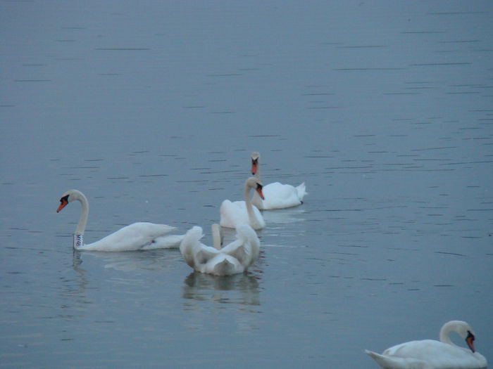 DSC09732 - Lebede pe Arges