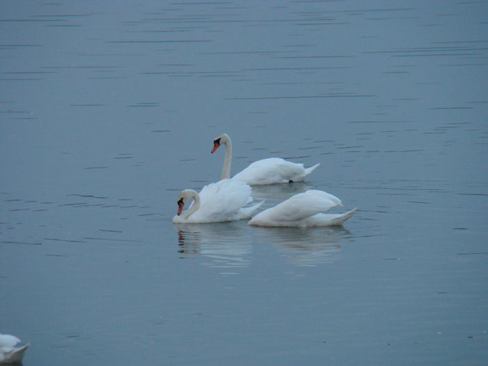 DSC09733 - Lebede pe Arges