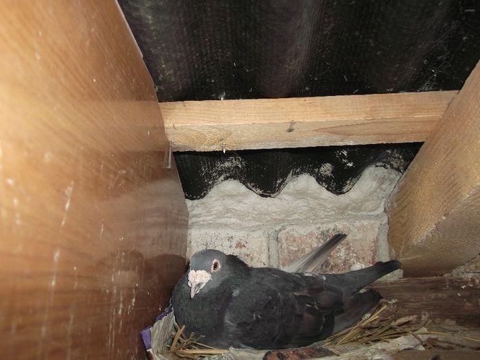 DSCF9462; DE VINZARE.
