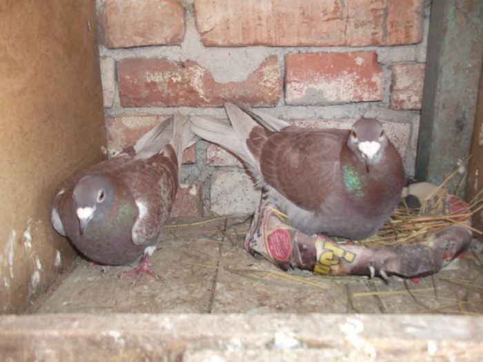 DSCF9510; DE VINZARE
