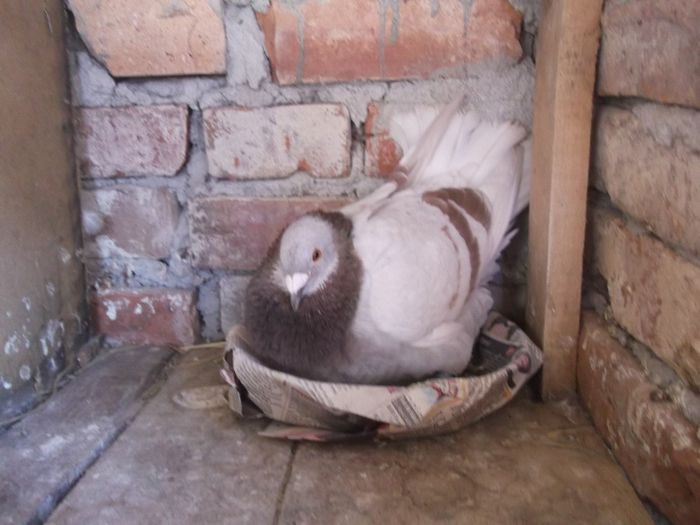 DSCF9511; DE VINZARE
