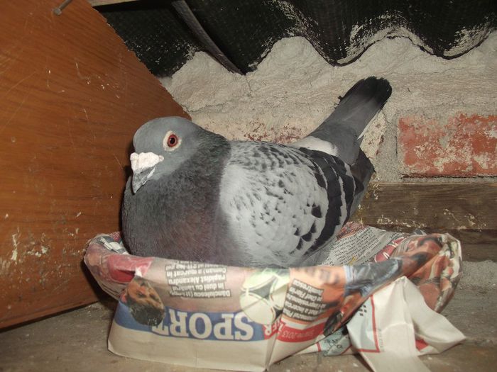 DSCF9515; DE VINZARE
