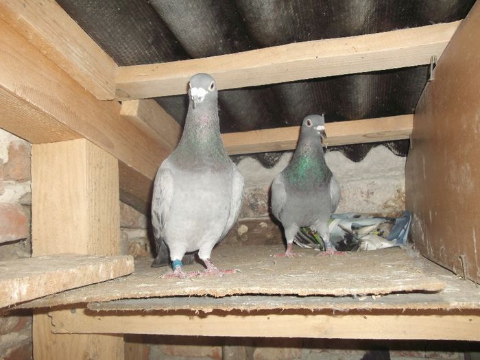 DSCF9805 - matca_2013