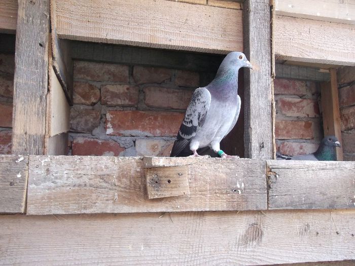 DSCF9507 - matca_2013