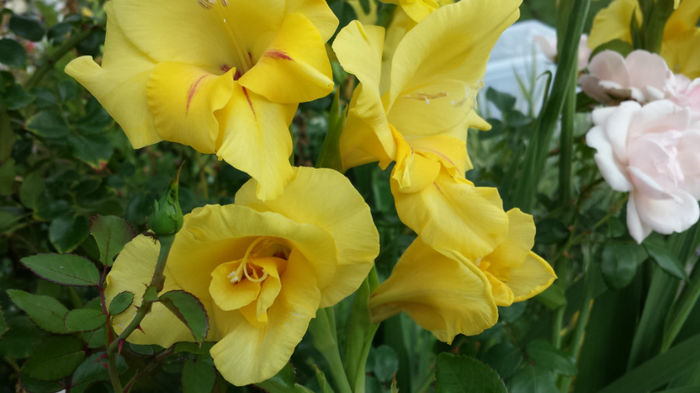 Gladiole-galbene (1)