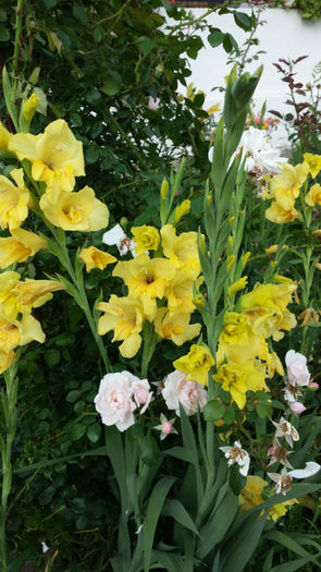 Gladiole-galbene (3)