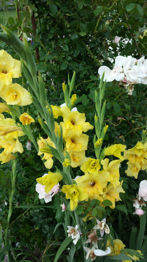 Gladiole-galbene (5)