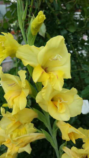 Gladiole-galbene (6)