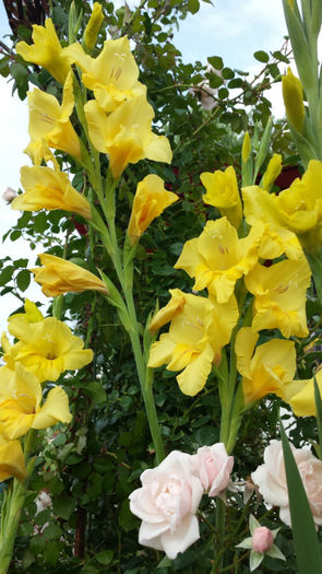 Gladiole-galbene (8)