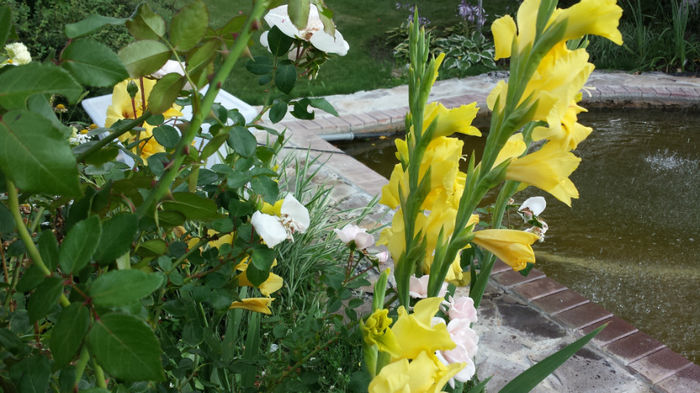 Gladiole-galbene (16)