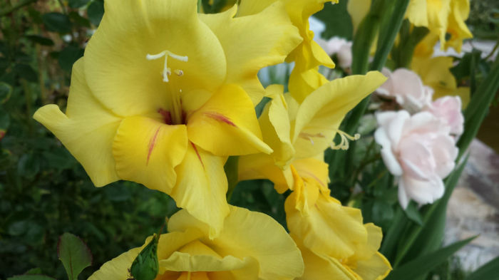 Gladiole-galbene (18)