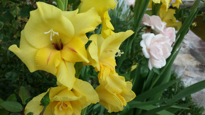 Gladiole-galbene (19)