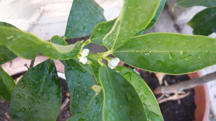 mandarin - a citrice