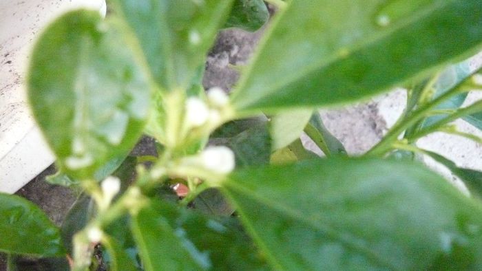 kumquat - a citrice