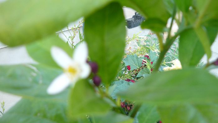calamondin - a citrice