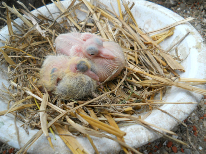 Primii pui, din prima perechea 21.08.13