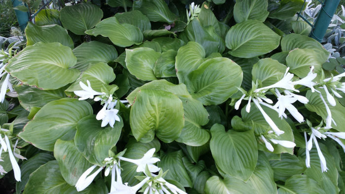 Hosta (1) - Crini de toamna