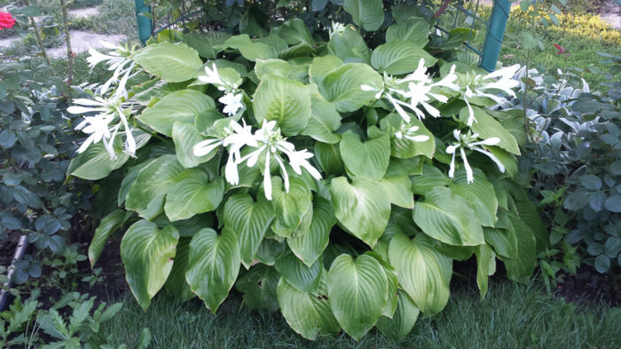 Hosta (3) - Crini de toamna